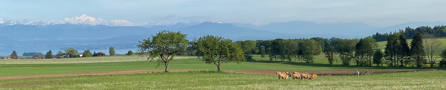 Franck Primo - Immobilienmakler in Le Vaud