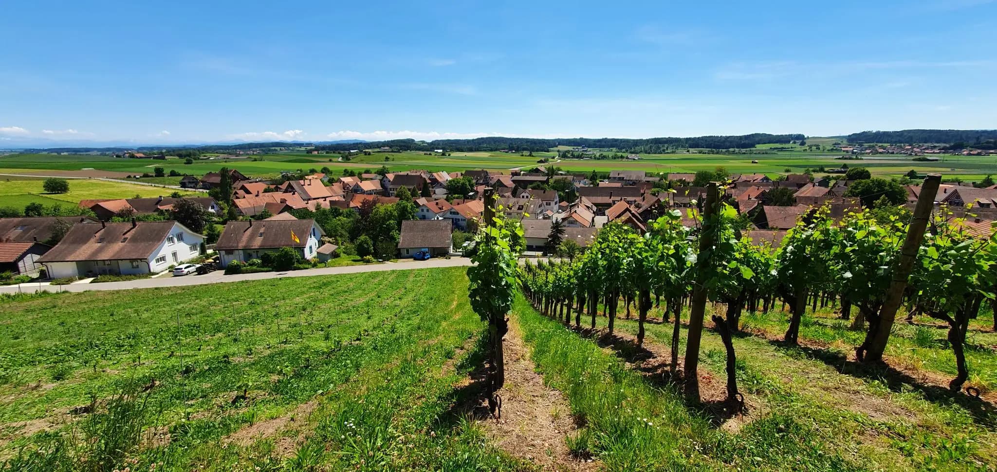 Philipp Niedermann - Real Estate Agent in Andelfingen